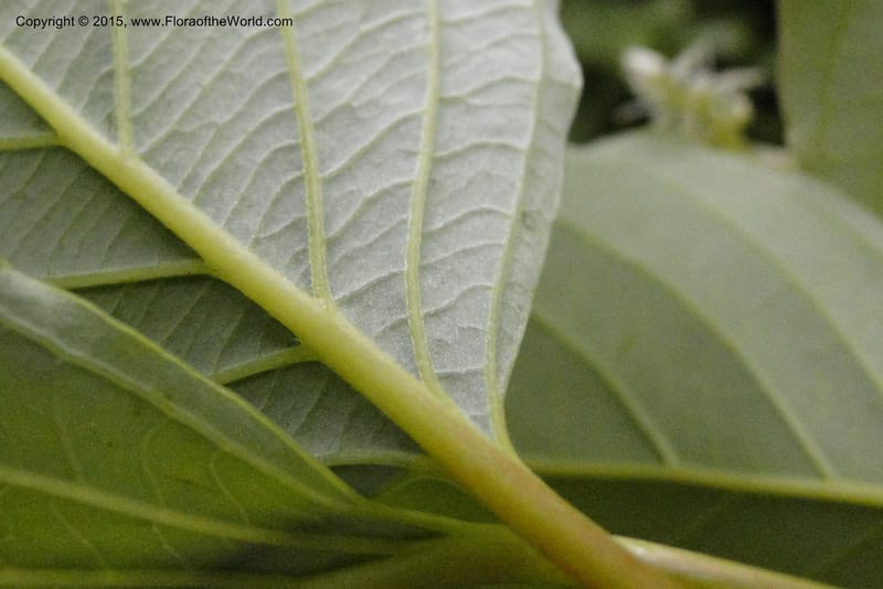 Cornus, Regalado 1829--Viet Nam. O-Quy-Ho Commune. 6 May 2011. 116 (15).jpg