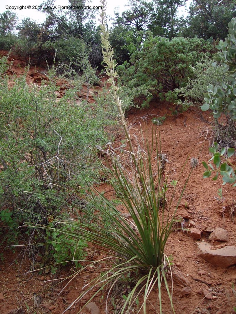 Nolina microcarpa--AZ. Hwy 89A, Oak Cr Canyon, s of Flagstaff. 5 Jun 03. 064.jpg