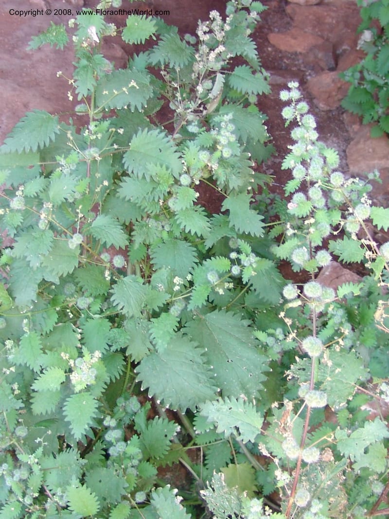 Urtica pilulifera--Crete. Ep. Kydonia. Akrotiri. Trail Gouvernetos . 23 May 05. 084.jpg