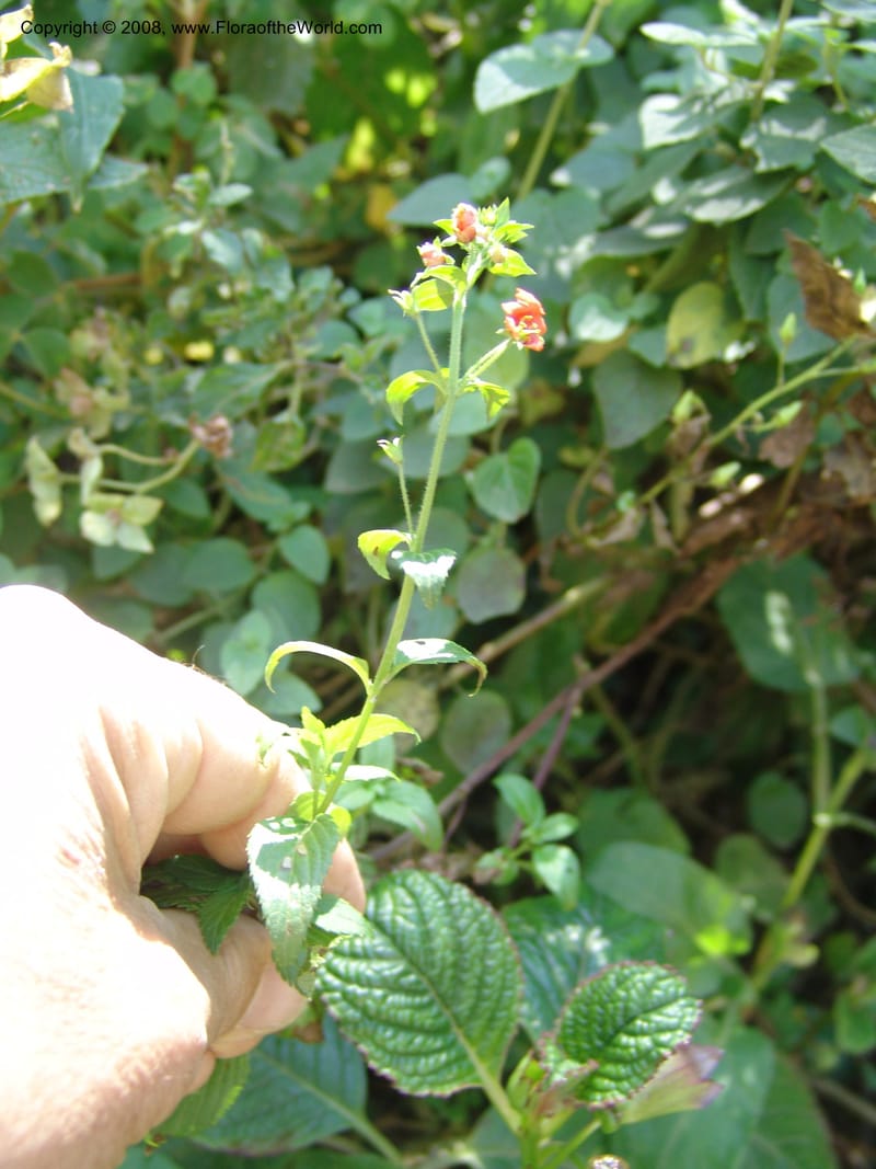 Alonsoa, Croat93224--Ecuador. Prov. Pichincha. Old hwy Quito to Sto. Domingo. 12 Aug 04. 080.jpg