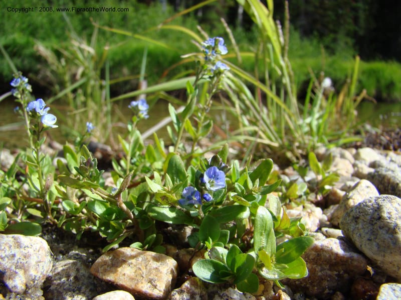 Veronica serpyllifolia ssp humifusa, CDavidson11275--ID. Idaho Co. Warren Wagon Rd., Sesesh Cr. 24 Aug 08. 057.jpg
