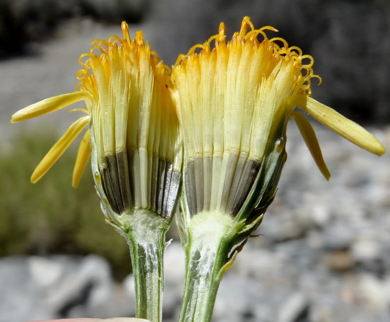 Adenophyllum cooperi, Davidson, C 13174--California, Mojave Nat'l Pres., 23 Apr 2016  8421 (12).JPG