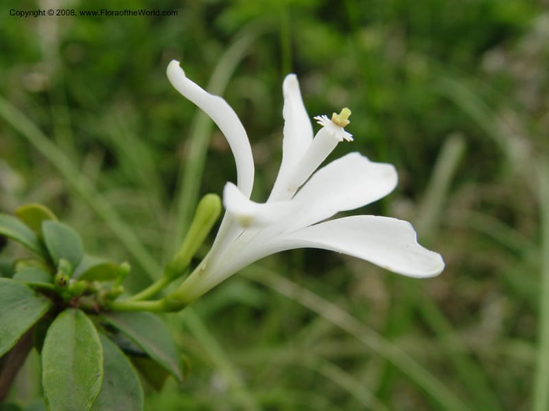 Turraea obtusifolia--So. Africa. Durban Bot. Gard. 3 Oct 03. 085.jpg