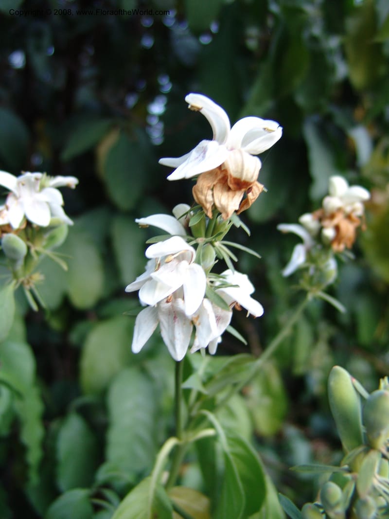 Justicia adhatodoides--So. Africa. Pretoria Nat. Bot. Gard. 25 Jun 04. 136.jpg