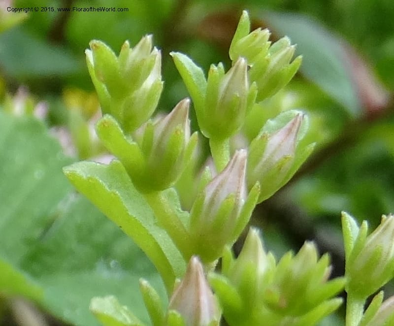 Sedum stoloniferum, Davidson, C 12504--Georgia (Caucasus). Koslitavi, branch of Merisi Gorge. 11 Jun 2014. DSC08456 (431).JPG