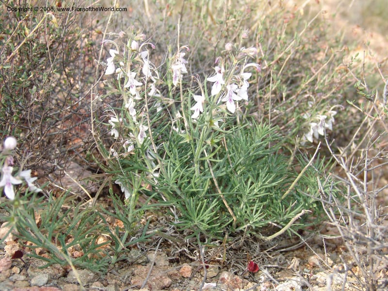Teucrium pseudochamaepitys--Spain. Prov. Alm. Cabo d Gata. Jard.Bot.El Abardinal. 23 Apr 05. 128.jpg