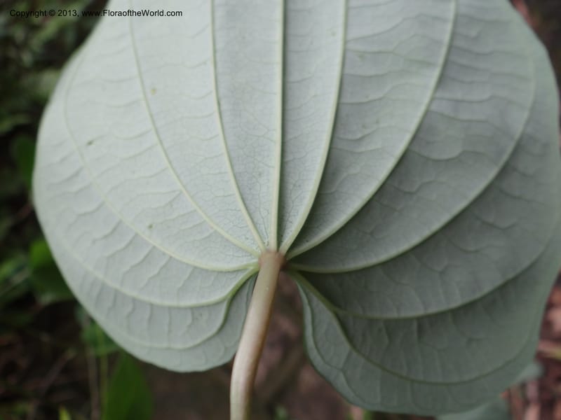 Dioscorea collettii var. hypoglauca, Davidson, C 11970--China. Zhejiang Prov. Tian Mu Shan. 1 Jun 2012. DSC01264 (24).JPG