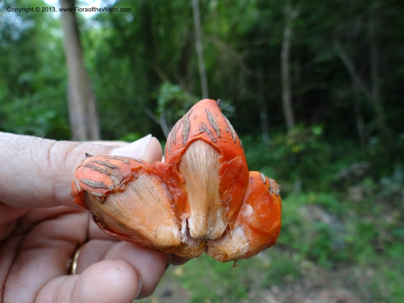 Pandanus calcis, Callmander 1048--Thailand. Prachuap Khiri Khan Prov. Ma Rong Cave. 13 Nov 2012. DSC08906 (101).JPG