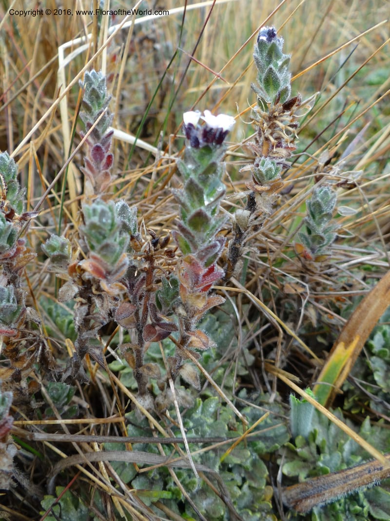 Draba, Ulloa, C 2421--Ecuador. Pichincha. Nevado Cayambe. 6 Oct 2012. DSC07236 (174).JPG