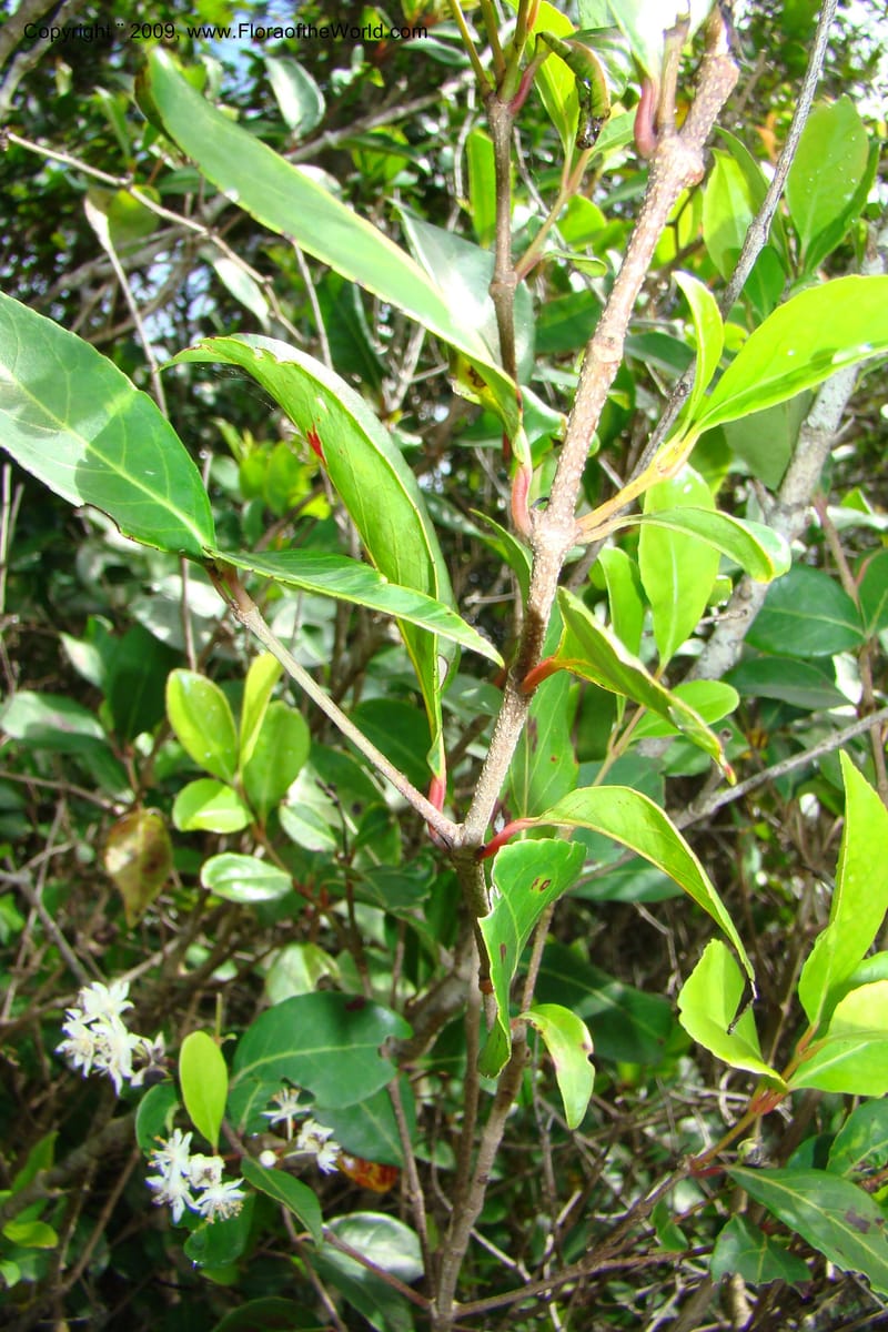 Pseudoscolopia polyantha, Z. Rogers 1325--South Africa. Umtamvuna N. R. 26 Jan 09. 047.jpg