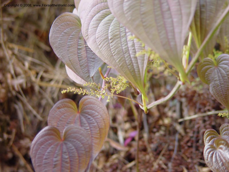 Dioscorea--Costa Rica. Near  Trogon Lodge, Sierra Talamanca. 26 Feb 02. 055.jpg