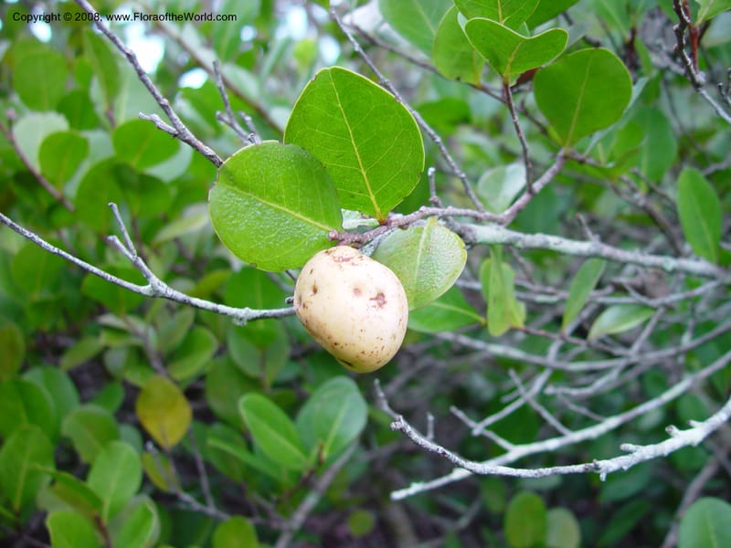Chrysobalanus icaco--FL. St. Lucie Co. N of Ft. Pierce. 17 Jan 03. 002.jpg
