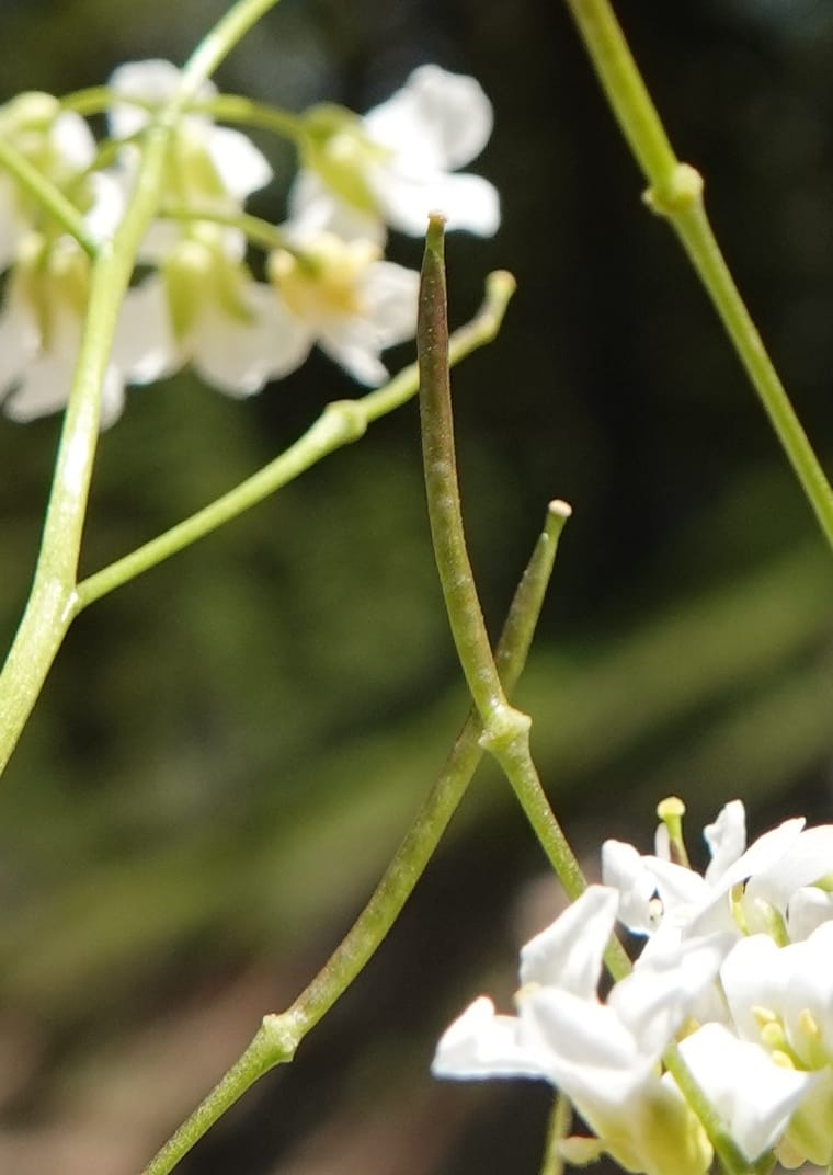 Arabis nuttallii, C. Davidson 14036--ID, Valley Co. Elkl Summit. 18 July 2019. DSC00995 (39).JPG