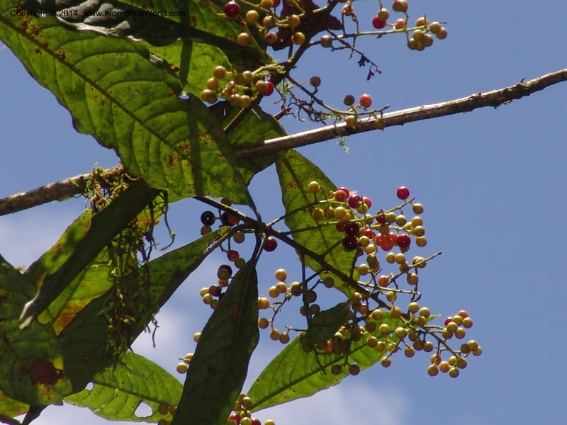 Ardisia, Croat 95845--Ecuador. Maquipucuna Biol. Res. Send. del Rio. 13 Mar 06. 358 (10).jpg