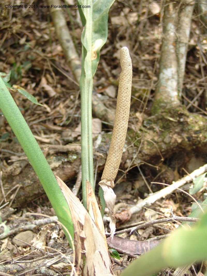Anthurium plowmanii, AraujoM2908--Bolivia. F. Tamayo. Rio Machariapu. 17 Sep 06. 283 (21).jpg