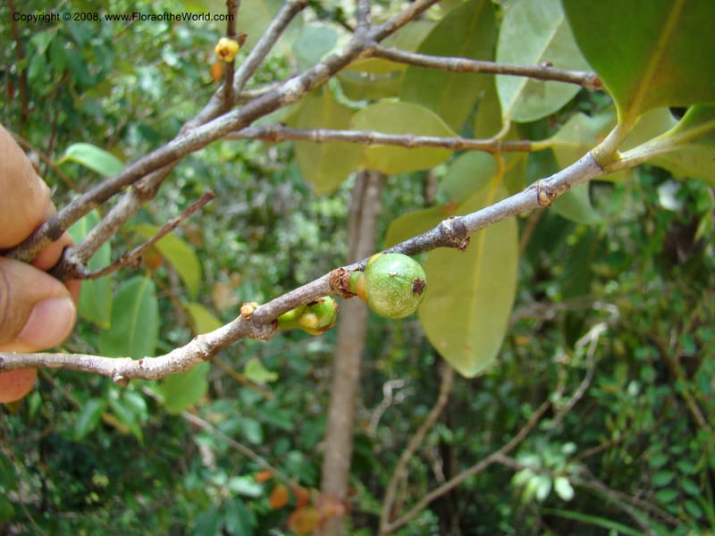 Garcinia neglecta, JMunzinger4669--N.Caled. Dumbea Dam in Dumbea Riv, S of Noumea. 11 Nov 07. 262.jpg