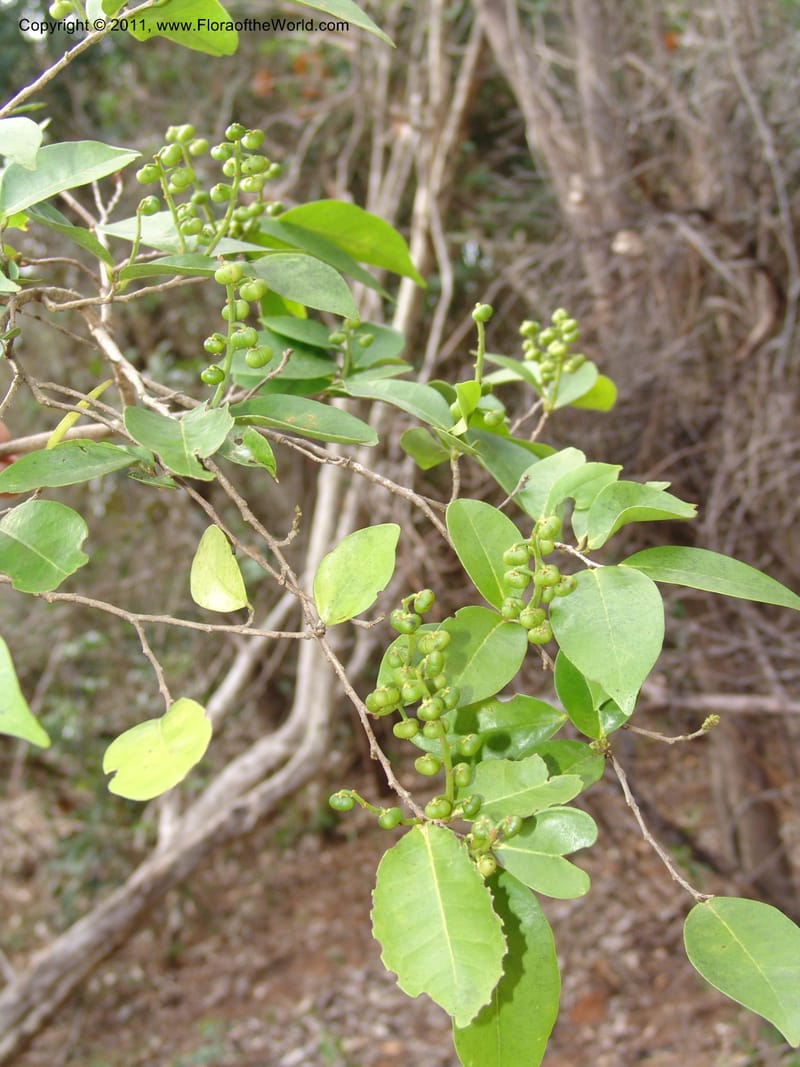 Thecacoris, ROR1546--Madag. Prov. Antsir. Sahafary STF. 7 Nov 06. 130.jpg