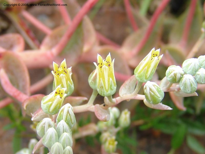 Dudleya brittonii, 93.0424--CA. UC Berkeley Bot. Garden. 31 May 07. 006.jpg