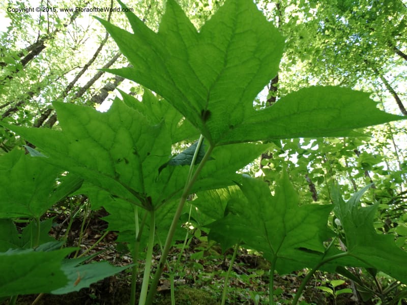 Diphylleia cymosa, Davidson, C 12981--North Carolina. Clay Co. Perry Gap Rd, Barnard's Cr. 13 May 2015. DSC04860 (22).JPG