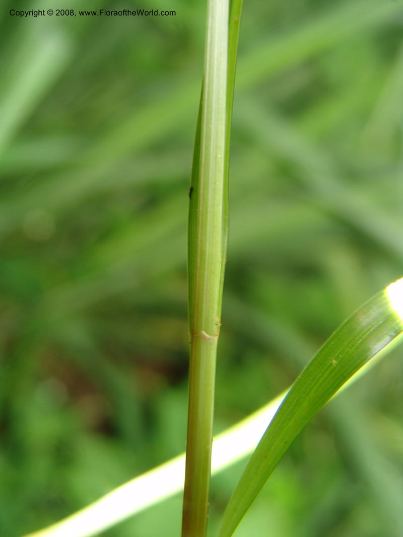Cyperus, RGereua6842--Tanz. Ulanga Dist. Mzelezi For. Res.  Mahenge-Sali. 15 Feb 06. 088.jpg