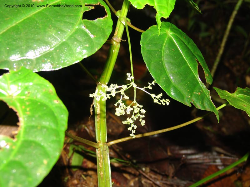 Pilea selbyanorum, Croat 96218--Ecuador. Centro Cientifico Rio Palenque. 22 Mar 06. 031 (2).jpg