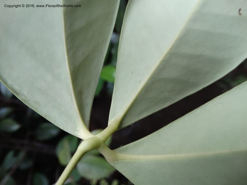 Schefflera, Davidson, C 12648--Sabah. G. Silam. 1 Oct 2014. DSC00937 (132).JPG