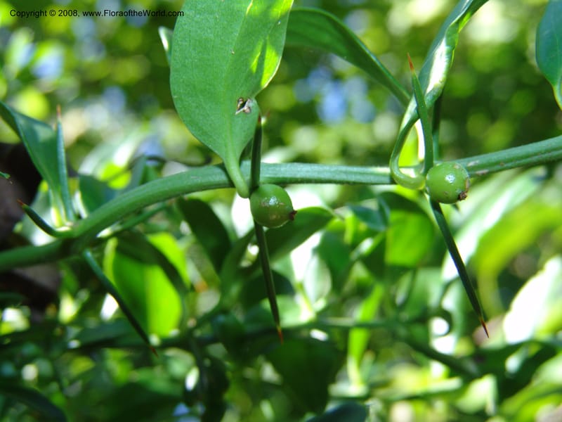 Azima tetracantha--So.Africa. E. Cape. Maitland Nat.Res. 5 Mch 05. 012.jpg
