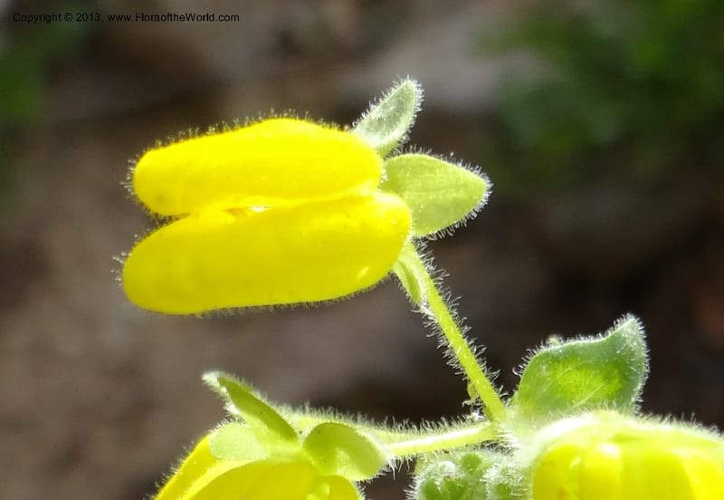 Calceolaria, WDS 34221--Chile. Cta 115. 11.5 km W of La Laguna. 22 Feb 2013. DSC02736 (48).JPG