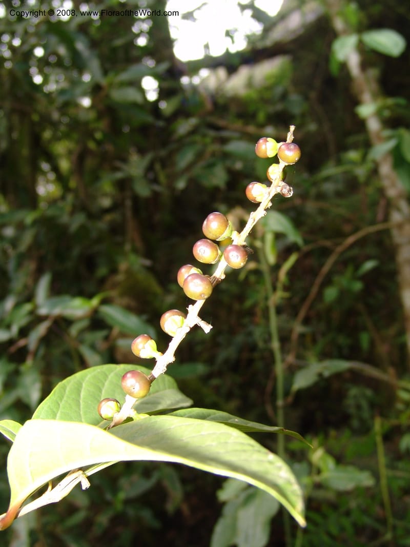 Citharexylum laurifolium, RVasquez33100--Peru. Cusco. Calca. Lares. Manto. 1 Nov 07. 094.jpg