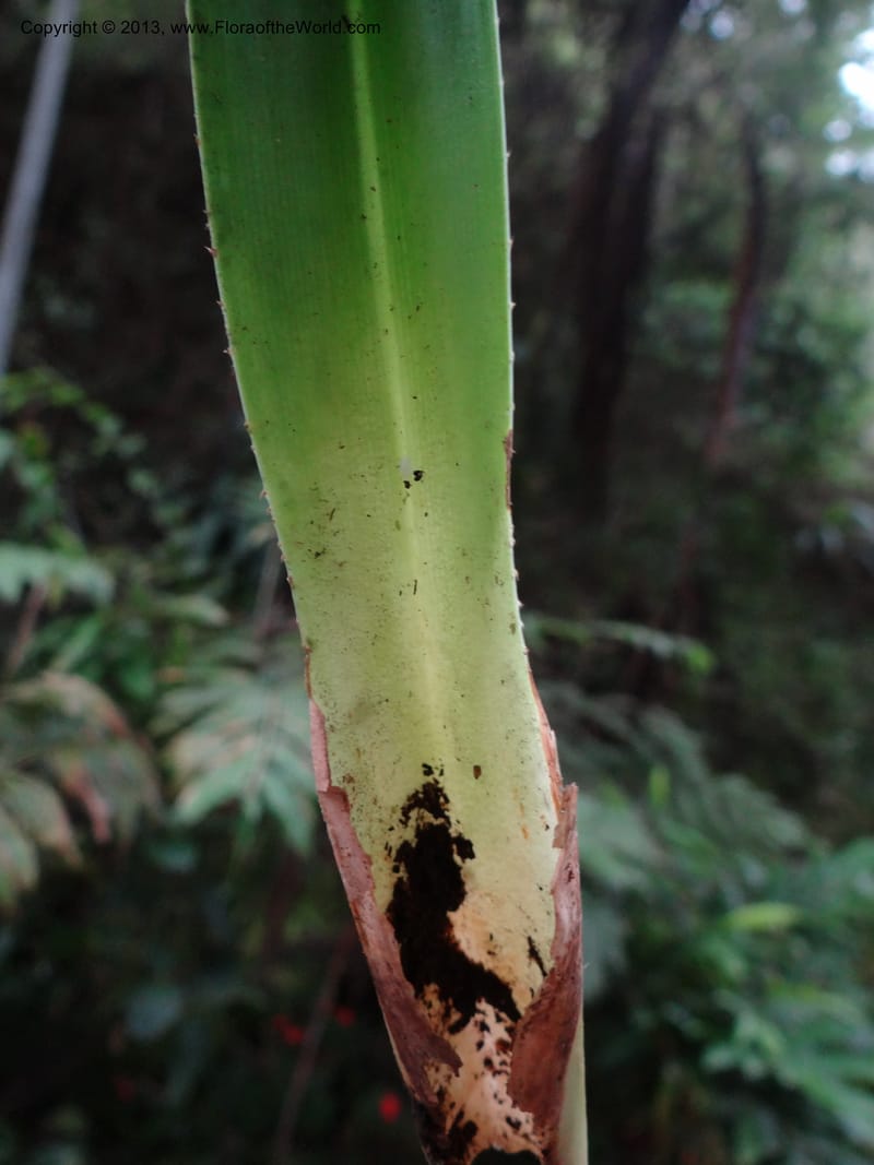 Freycinetia kinabaluana, Callmander, M 1025--Malaysia, Sabah. Mt. Kinabalu. 5 Apr 2012. DSC06767 (92).JPG