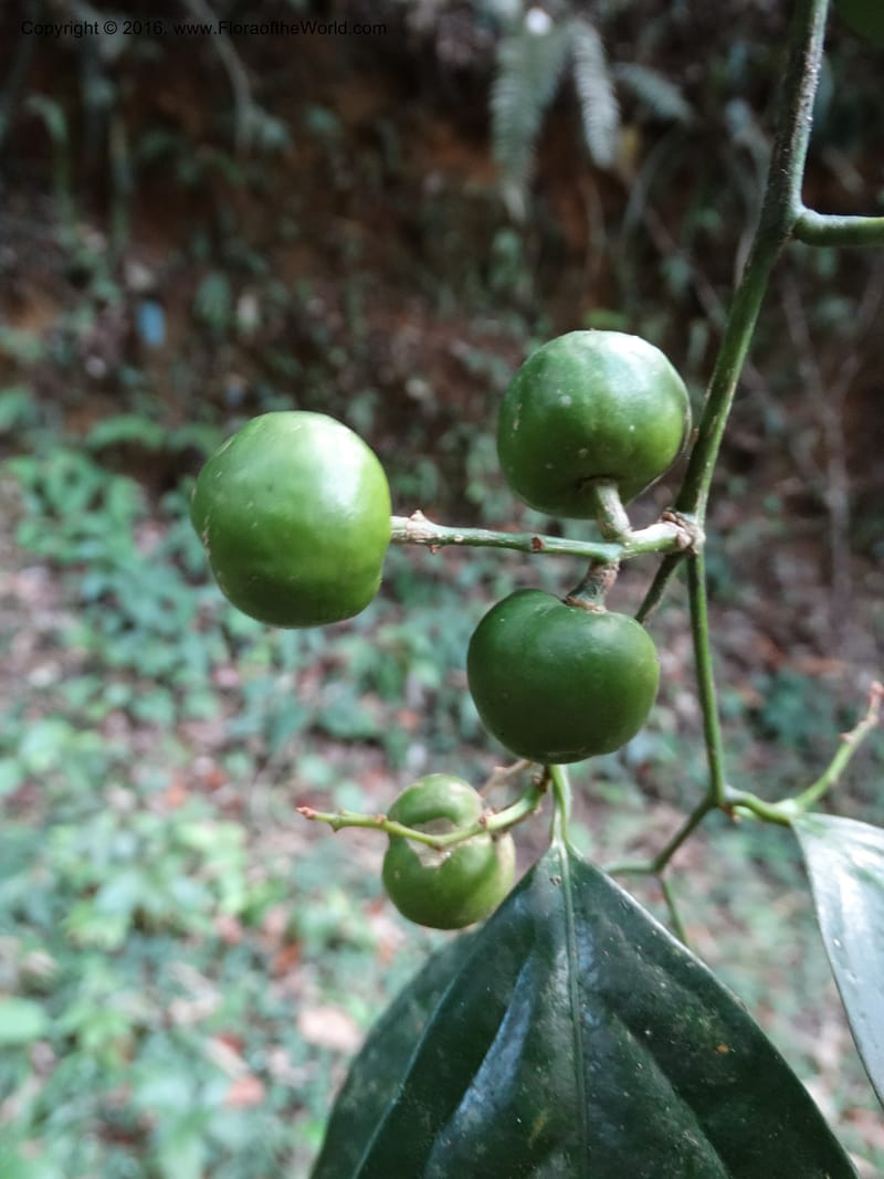 Xanthophyllum, Davidson, C 12912--Sabah. Sub-stesen Sayap. 26 Mar 2015. DSC00551 (102).JPG