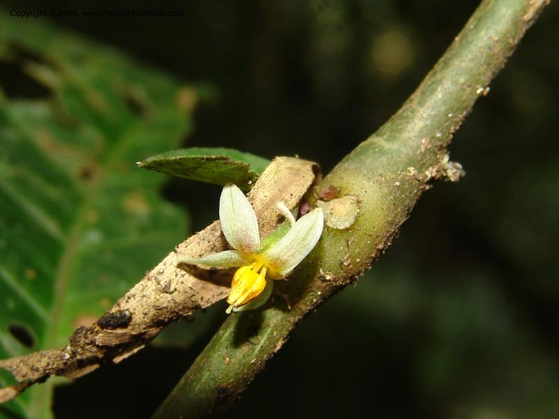 Solanum, RVasquez33035--Peru. Pillcopata. Qbda Sachavacayoc. 29 Oct 07. 179.jpg
