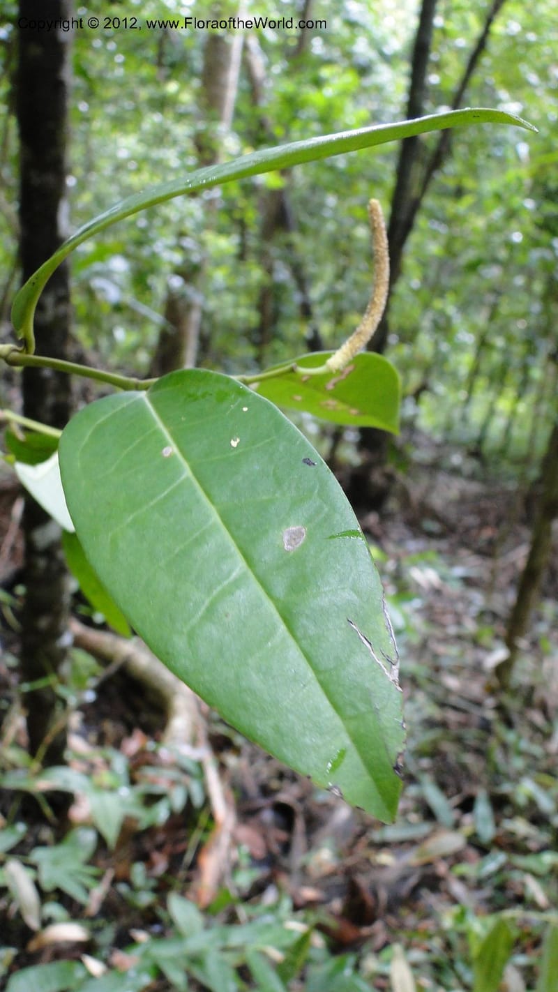 Piper pyrifolium, A. Ramahefaharivelo 163--Madagascar. Ambolotara. Ambodini, Vatovavy. 3 May 2010 112 (10).jpg