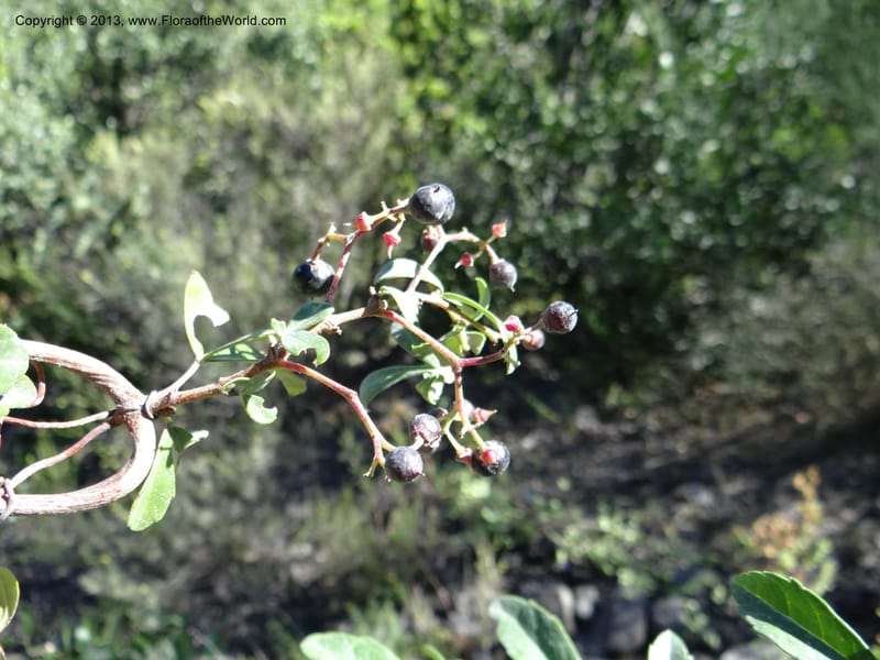 Cissus striata, WDS 34100--Chile. Rd to El Abanico. Pte. Polcura odom 16.6. 17 Feb 2013. DSC01401 (229).JPG