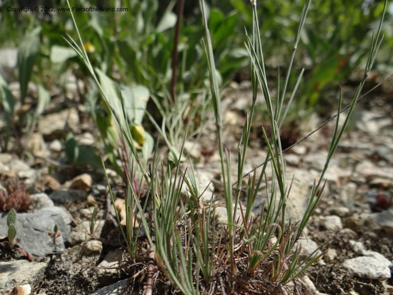 Eremogone congesta, Davidson, C 12074--ID. Valley Co. Yellow Pine to Big Creek Rd. 7 Aug 2012. DSC04021 (58).JPG