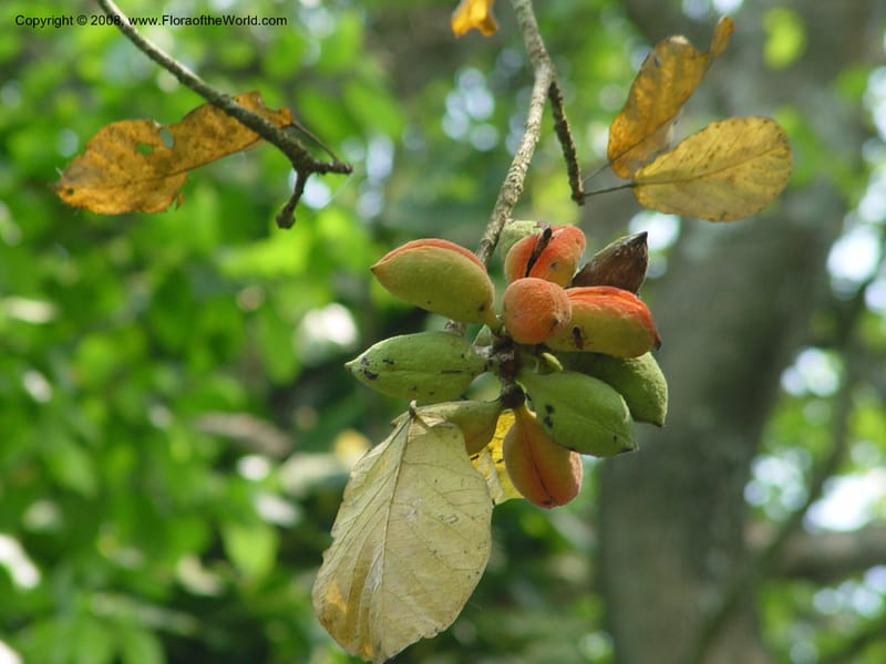 Sterculia tragacantha--Ghana. Aburi Botanic Garden. 11 Dec 03. 290.jpg