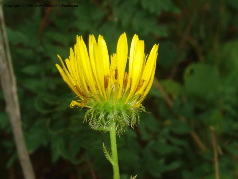 Berkheya--So.Africa. Moumalanga. Karino. Whyte Thorne. 19 Mch 05. 133.jpg