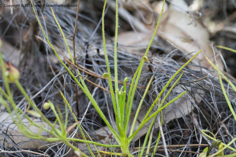 Drosophyllum lusitanicum, Stevens, W. D. 33211--Portugal. Santarem. 14 May 2012. (12).jpg