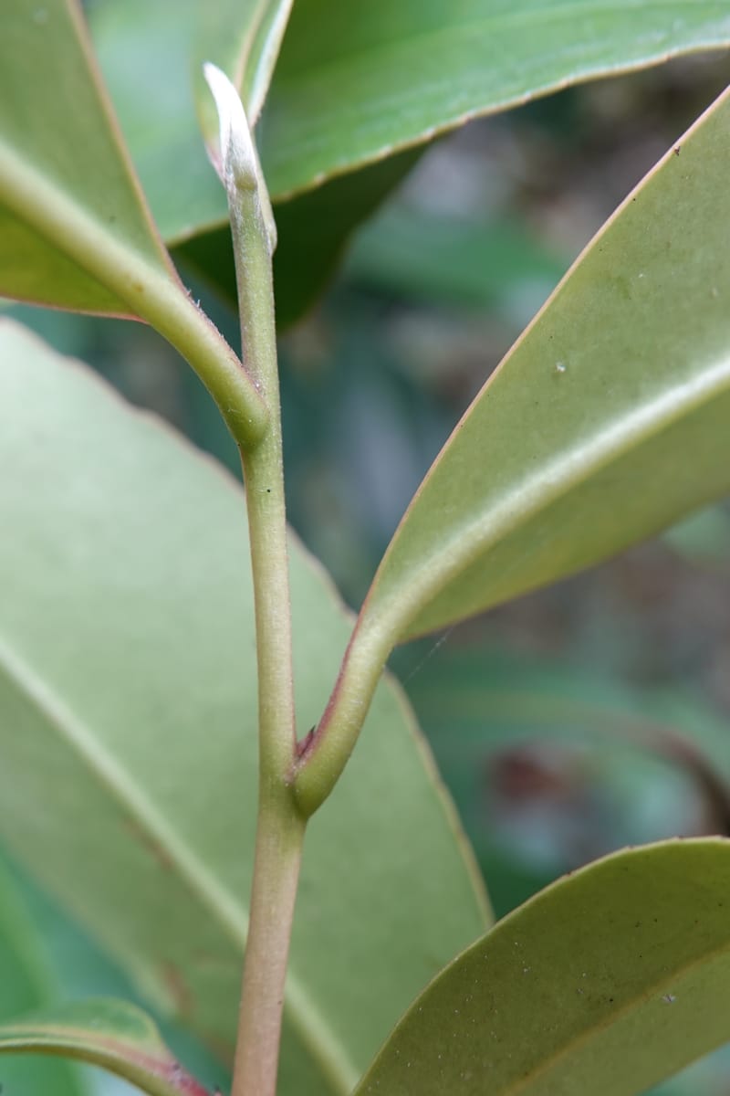 Polyspora axillaris, D. Boufford 44131--China. Yunnan. Meizi Lake Park. 3 May 2018. DSC01424 (102).JPG