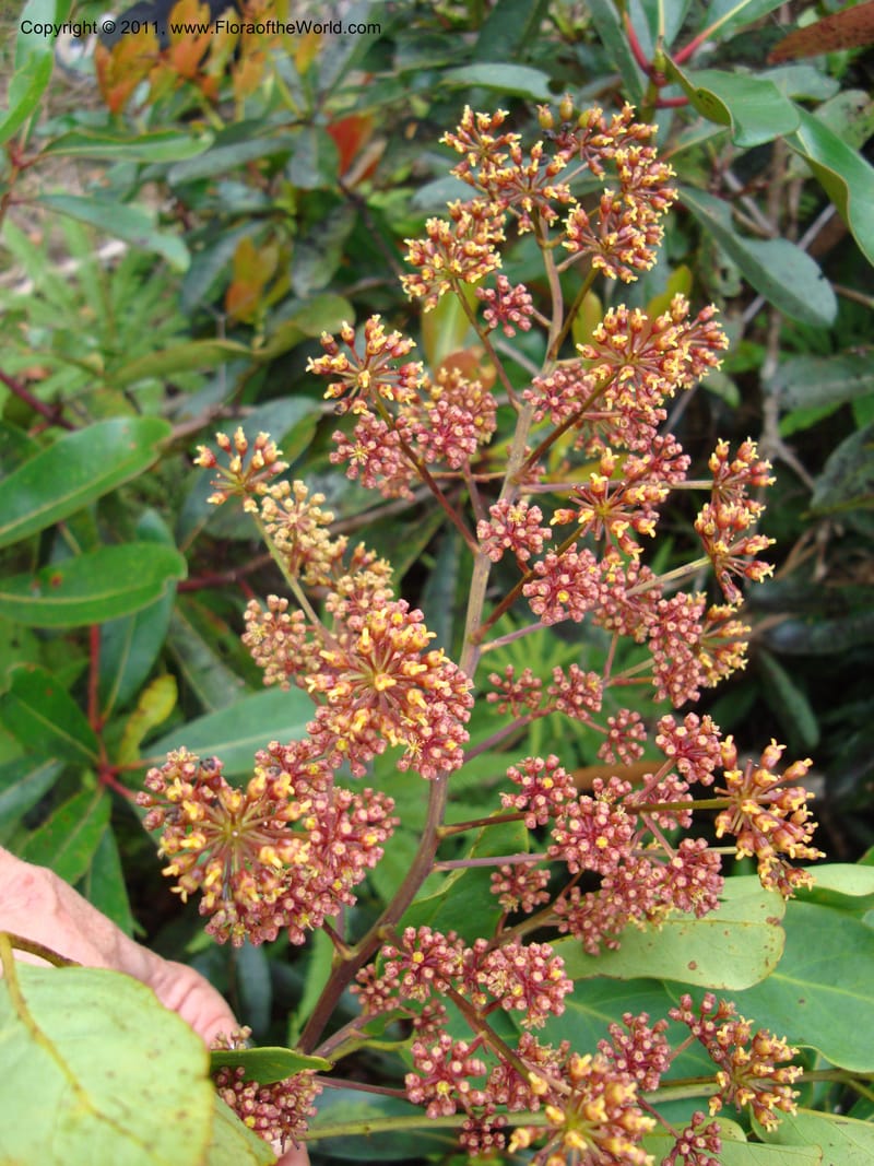 Delarbrea montana montana, Lowry, P 6887--New Caledonia, Prov N, Mt. Mandjelia,  13 Nov 2007  098 (7) - Copy.jpg