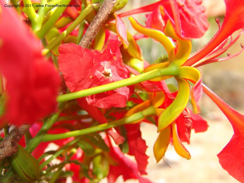 Delonix regia, ROR1560--Madag. Prov. Antsir. Orangea For. Pres. 9 Nov 06. 220 (20).jpg