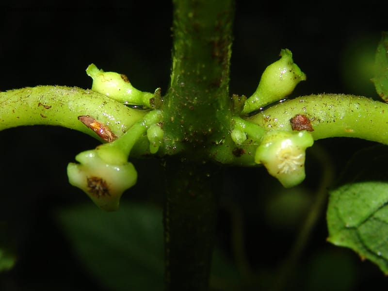 Siparuna subinodora, AAraujoM1193--Bolivia. Pq. Nac. Madidi. Rio Tuichi, Rudidi Cr. 28 Nov 04. 258.jpg