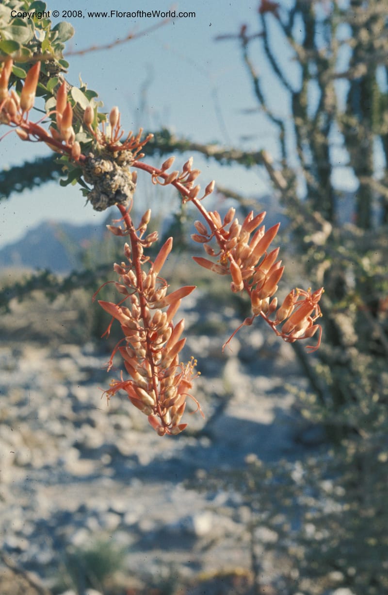 Fouquieria splendens--CA. San Diego Co. Anza Borrego Desert St. Park. 27 Mar 76. 001.jpg
