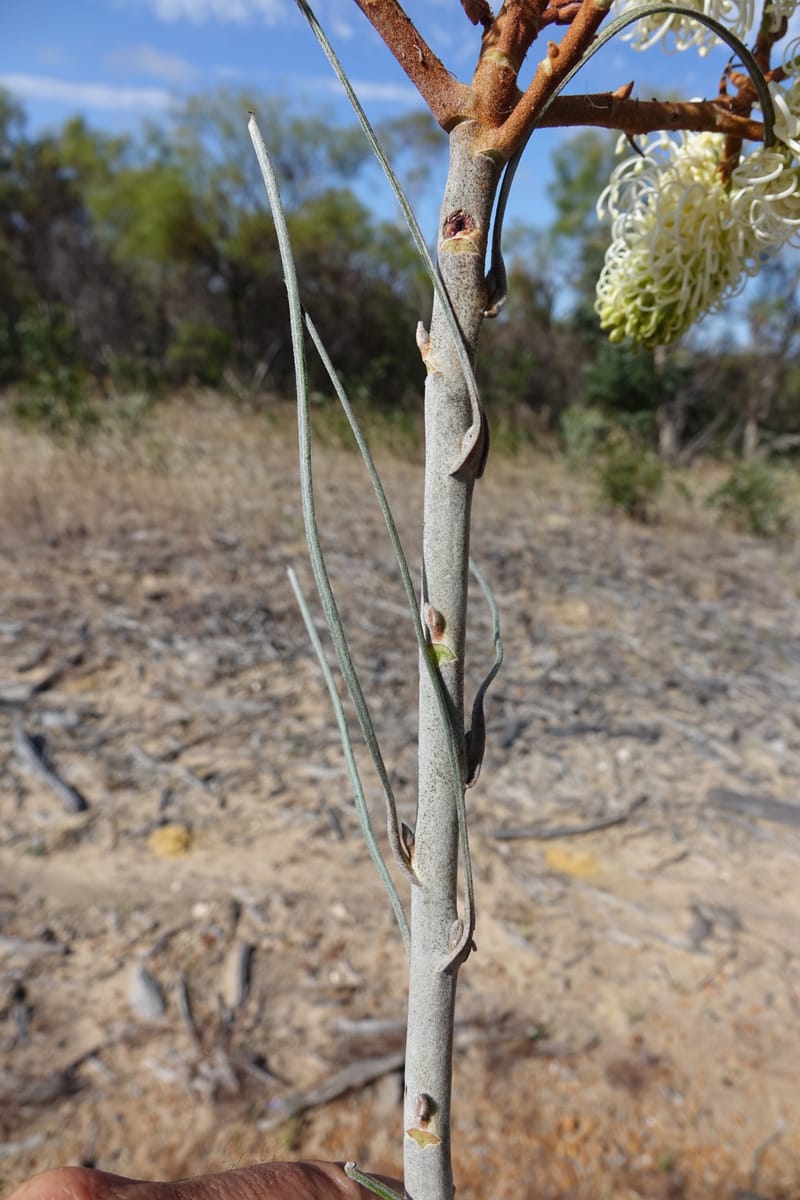 Grevillea leucopteris, Davidson, C 13440--Australia. W.A. Eneabba-Coolimba Rd. 24 Oct 2016. DSC05242 (79).JPG