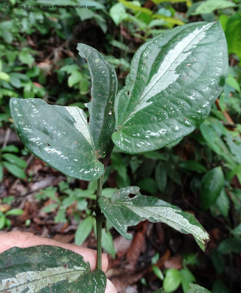 Piper, Davidson, C 12747--Sabah. Sg. Nelumad. 12 Oct 2014. DSC04383 (113).JPG