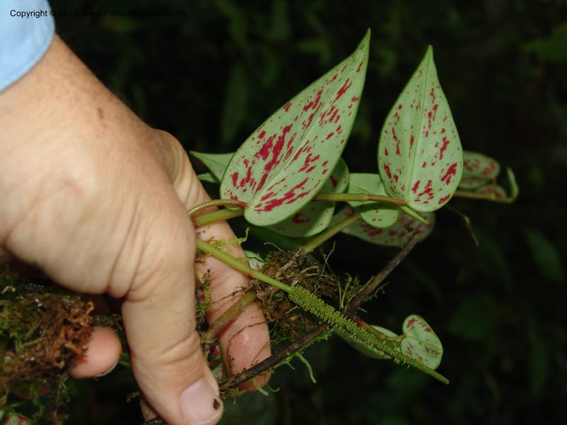 Peperomia, Croat 95716--Ecuador. Maquipucuna Biol. Res. Send. Princip. 11 Mar 06. 107 (9).jpg