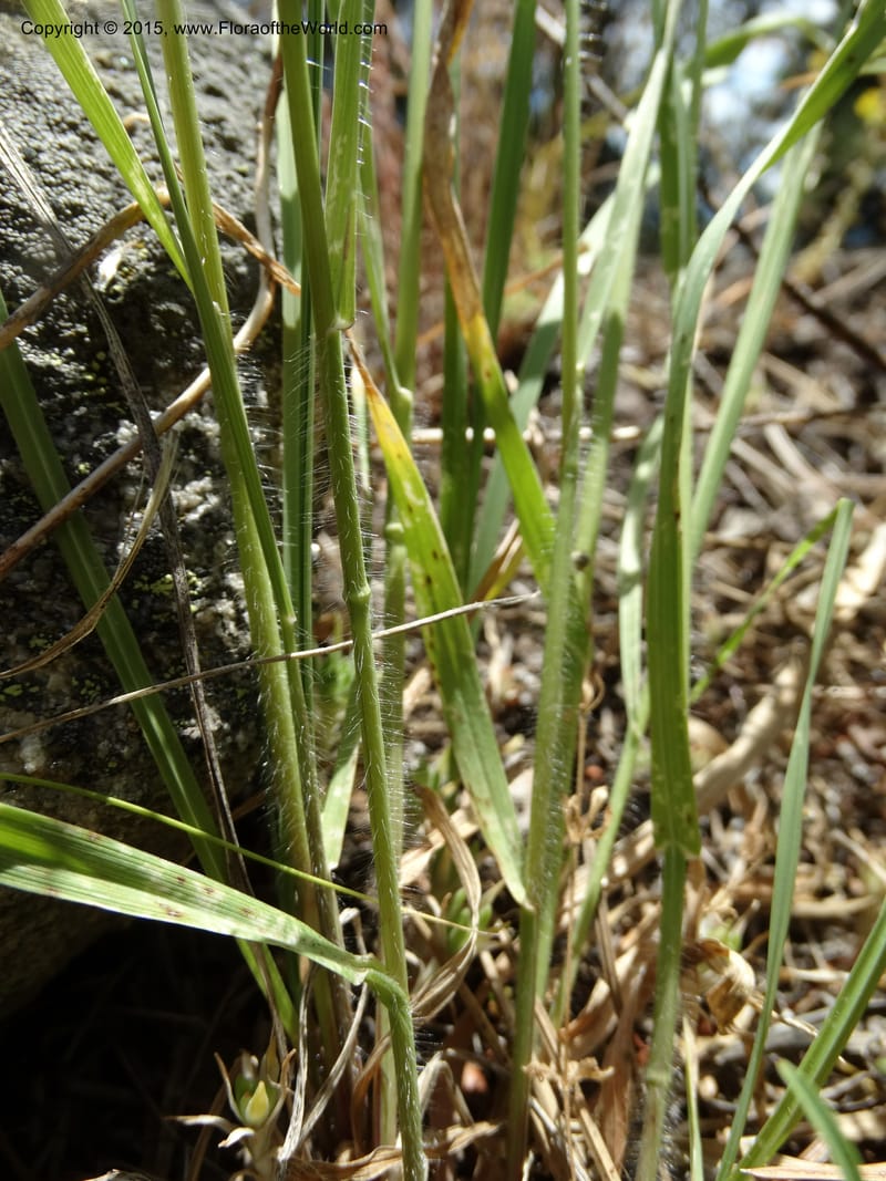 Bromus anomalus, Davidson, C 12563--Idaho. Valley Co. Payette Lake. Sylvan Beach. 12 Jul 2014. DSC09429 (146).JPG