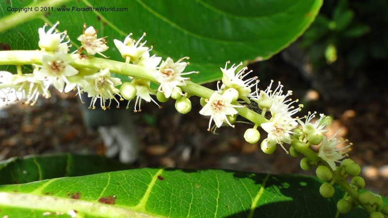 Terminalia, Gereau 7171--Tanzania. Beach near Bagamoyo Country Club. 8 May 2010. 209 (82).jpg