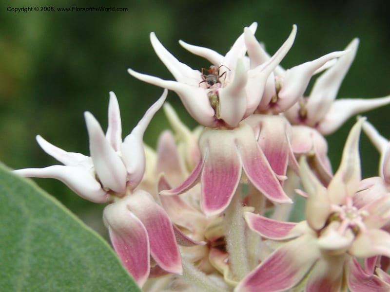 Asclepias speciosa--CA. McConnell Arboretum, Redding. 4 Jun 07. 171.jpg