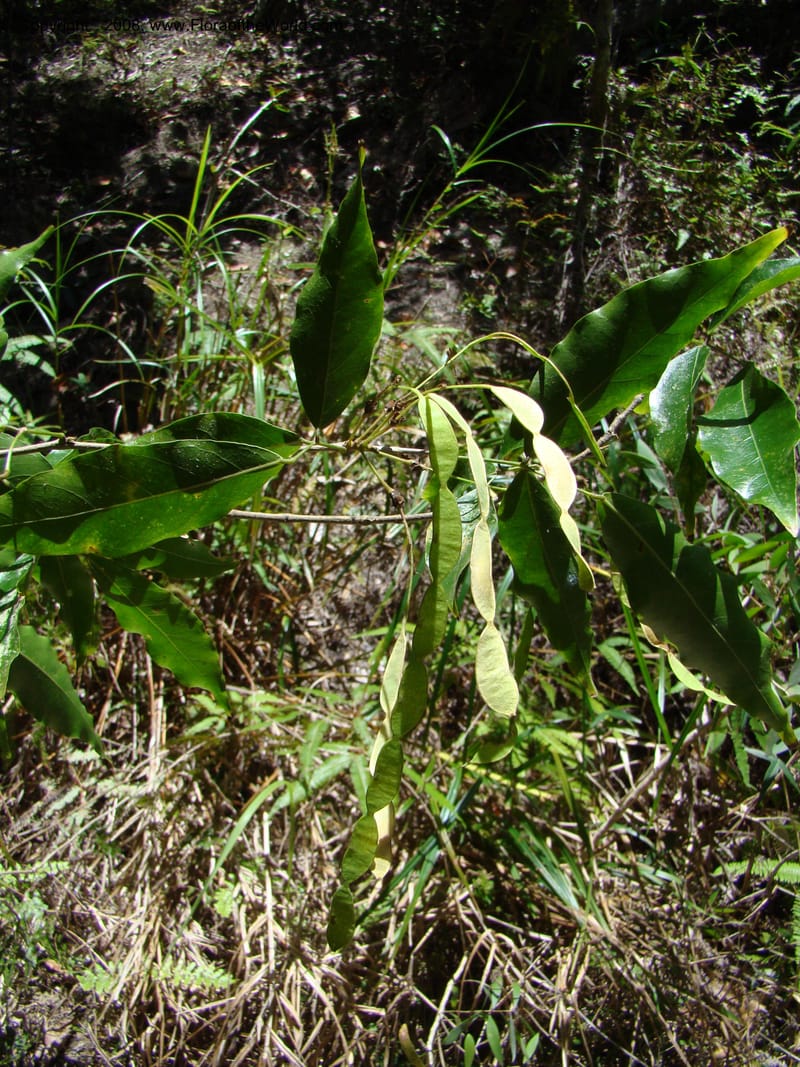 Arthroclianthus, JNLabat3918--New Caledonia. Les Trois Creeks. 13 Nov 07. 057.jpg
